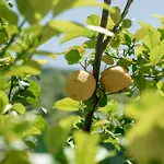 Kaminos Wellness & Limni (Evia)