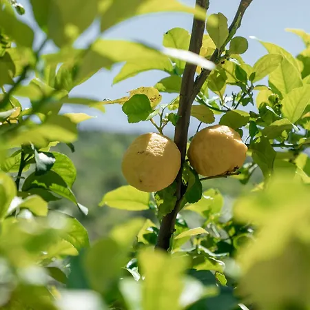 Kaminos Evia Λίμνη