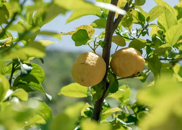 Kaminos Evia Λίμνη